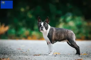 Read more about the article Boston Terrier breeders and puppies in Nevada