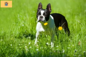 Read more about the article Boston Terrier breeders and puppies in New Jersey