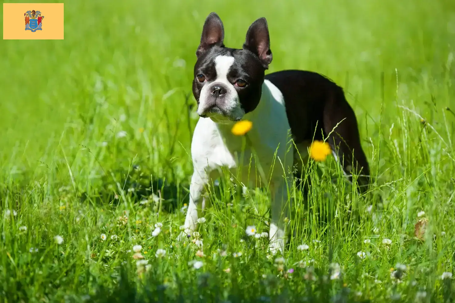 Boston Terrier puppies and breeders New Jersey Find Boston Terrier breeders in New Jersey.