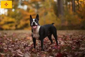 Read more about the article Boston Terrier breeders and puppies in New Mexico