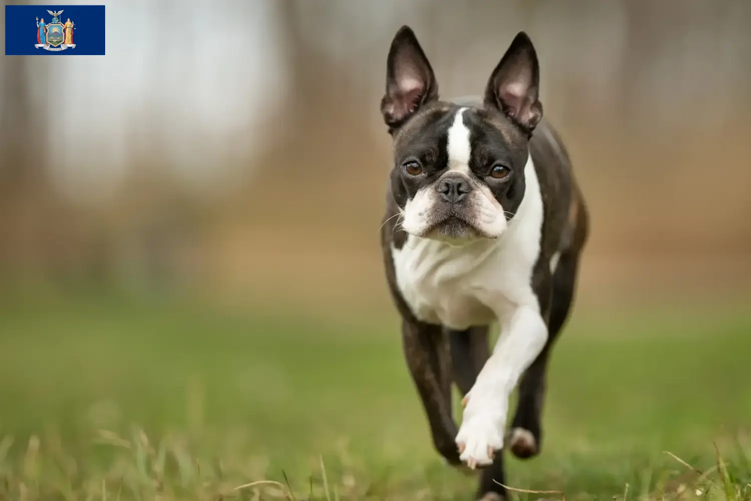 Boston Terrier puppies and breeders New York Find Boston Terrier breeders in New York here.