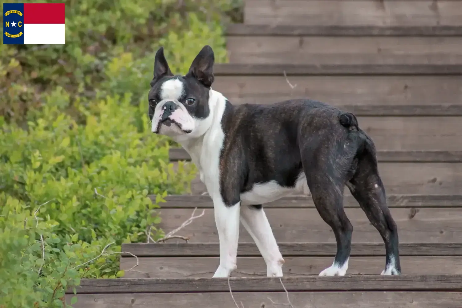 Read more about the article Boston Terrier breeders and puppies in North Carolina