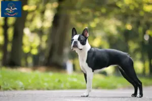 Read more about the article Boston Terrier breeders and puppies in North Dakota