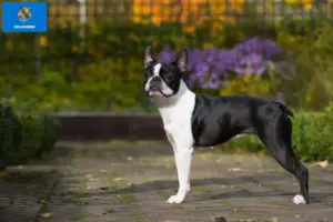 Read more about the article Boston Terrier breeders and puppies in Oklahoma