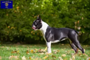 Read more about the article Boston Terrier breeders and puppies in Oregon