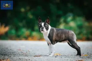 Read more about the article Boston Terrier breeders and puppies in Pennsylvania