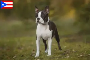 Read more about the article Boston Terrier breeders and puppies in Puerto Rico