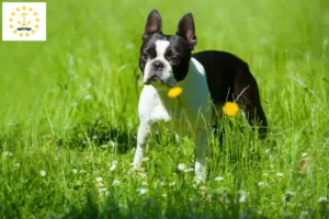 Read more about the article Boston Terrier breeders and puppies in Rhode Island