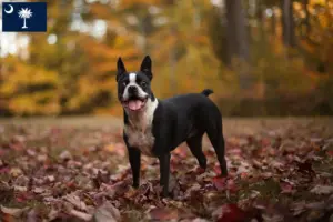Read more about the article Boston Terrier breeders and puppies in South Carolina