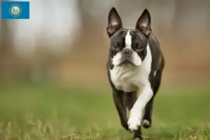 Read more about the article Boston Terrier breeders and puppies in South Dakota