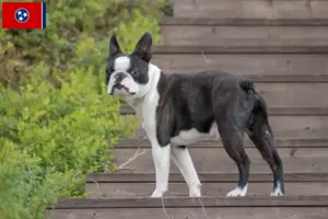 Read more about the article Boston Terrier breeders and puppies in Tennessee
