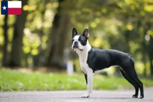 Read more about the article Boston Terrier breeders and puppies in Texas