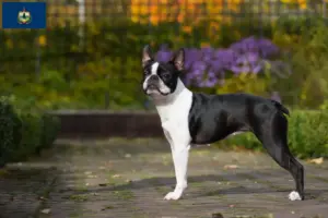 Read more about the article Boston Terrier breeders and puppies in Vermont
