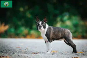Read more about the article Boston Terrier breeders and puppies in Washington
