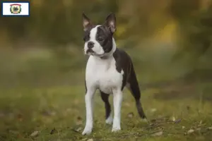 Read more about the article Boston Terrier breeders and puppies in West Virginia
