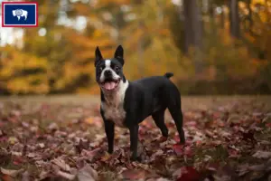 Read more about the article Boston Terrier breeders and puppies in Wyoming