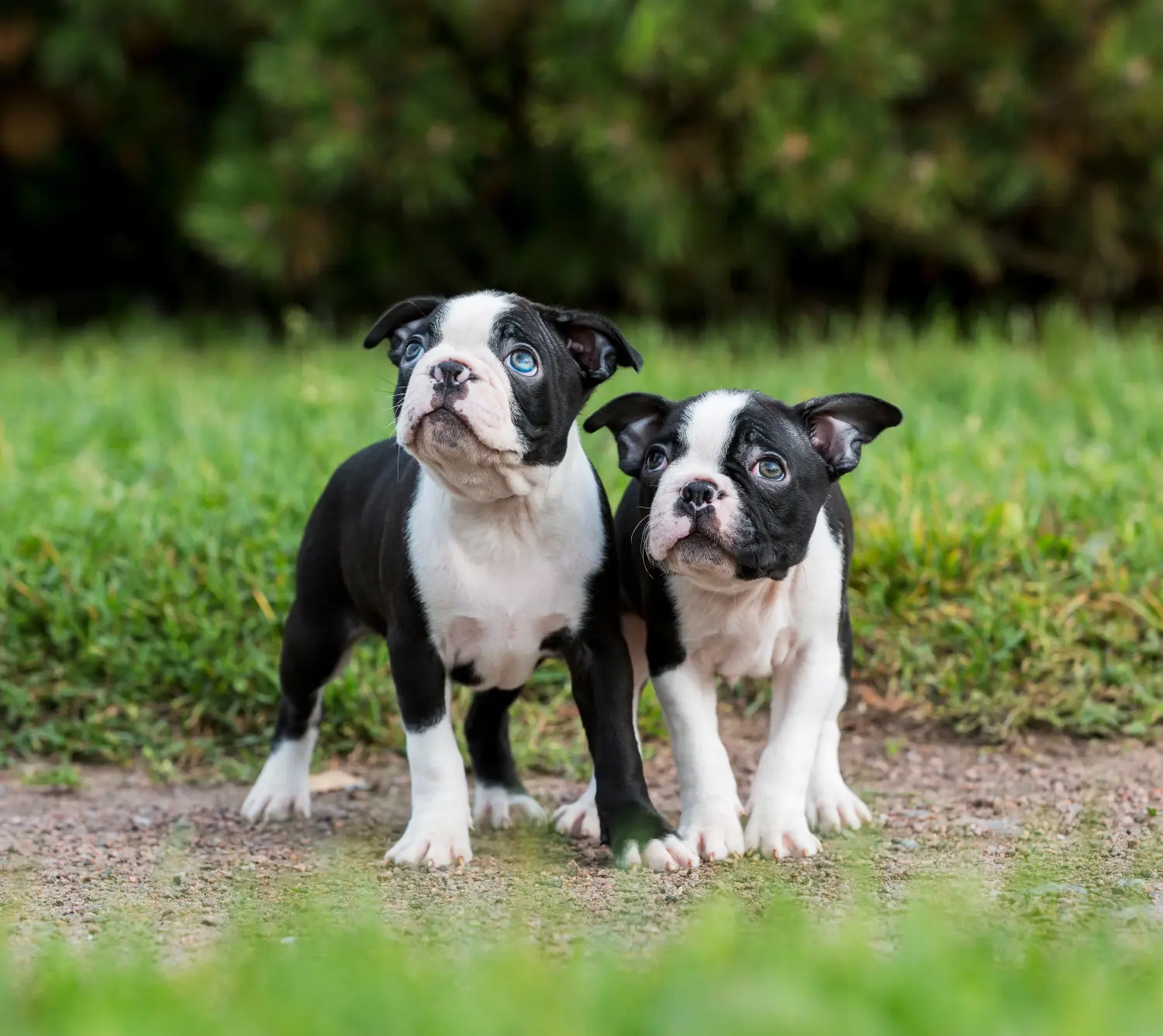 Buying a Boston Terrier puppy means taking responsibility! Buy Boston Terrier puppies.