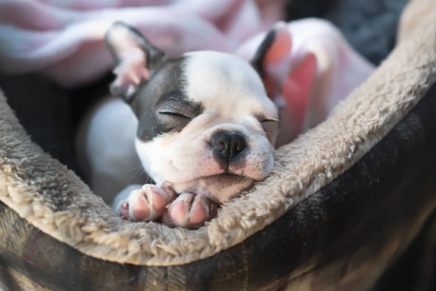 Buying a Boston Terrier puppy means taking responsibility! Buy Boston Terrier puppies.