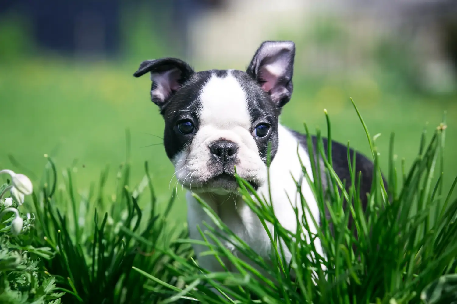 Buying a Boston Terrier puppy means taking responsibility! Buy Boston Terrier puppies.