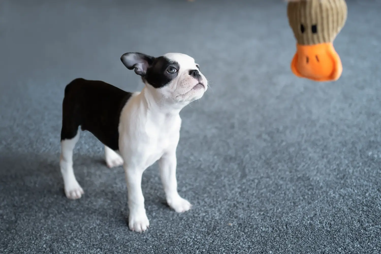 Buying a Boston Terrier puppy means taking responsibility! Buy Boston Terrier puppies.
