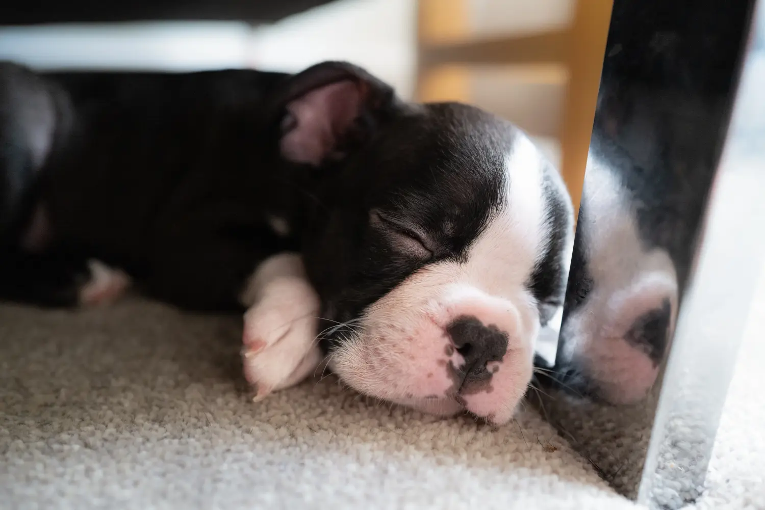 Buying a Boston Terrier puppy means taking responsibility! Buy Boston Terrier puppies.
