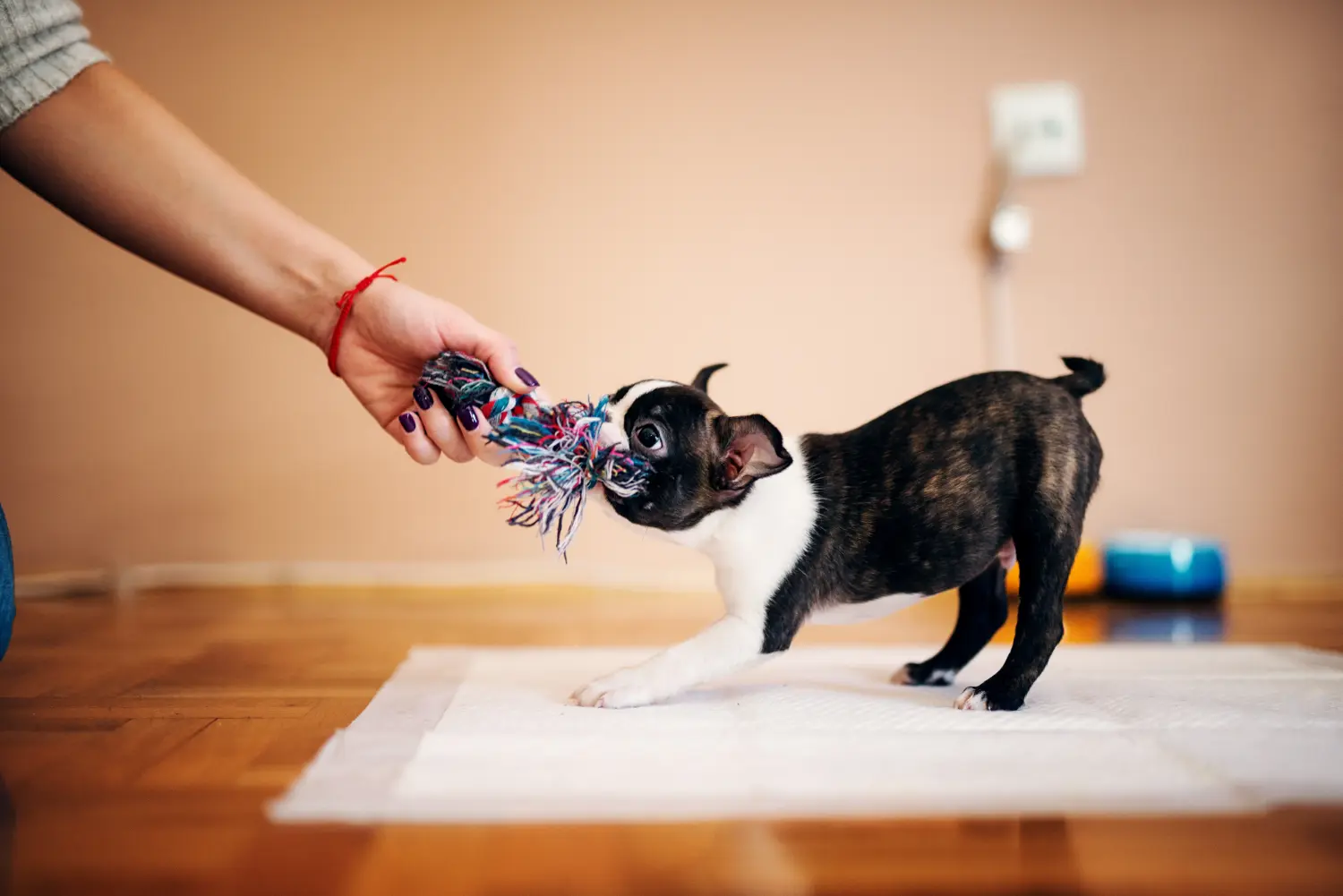 Buying a Boston Terrier puppy means taking responsibility! Buy Boston Terrier puppies.