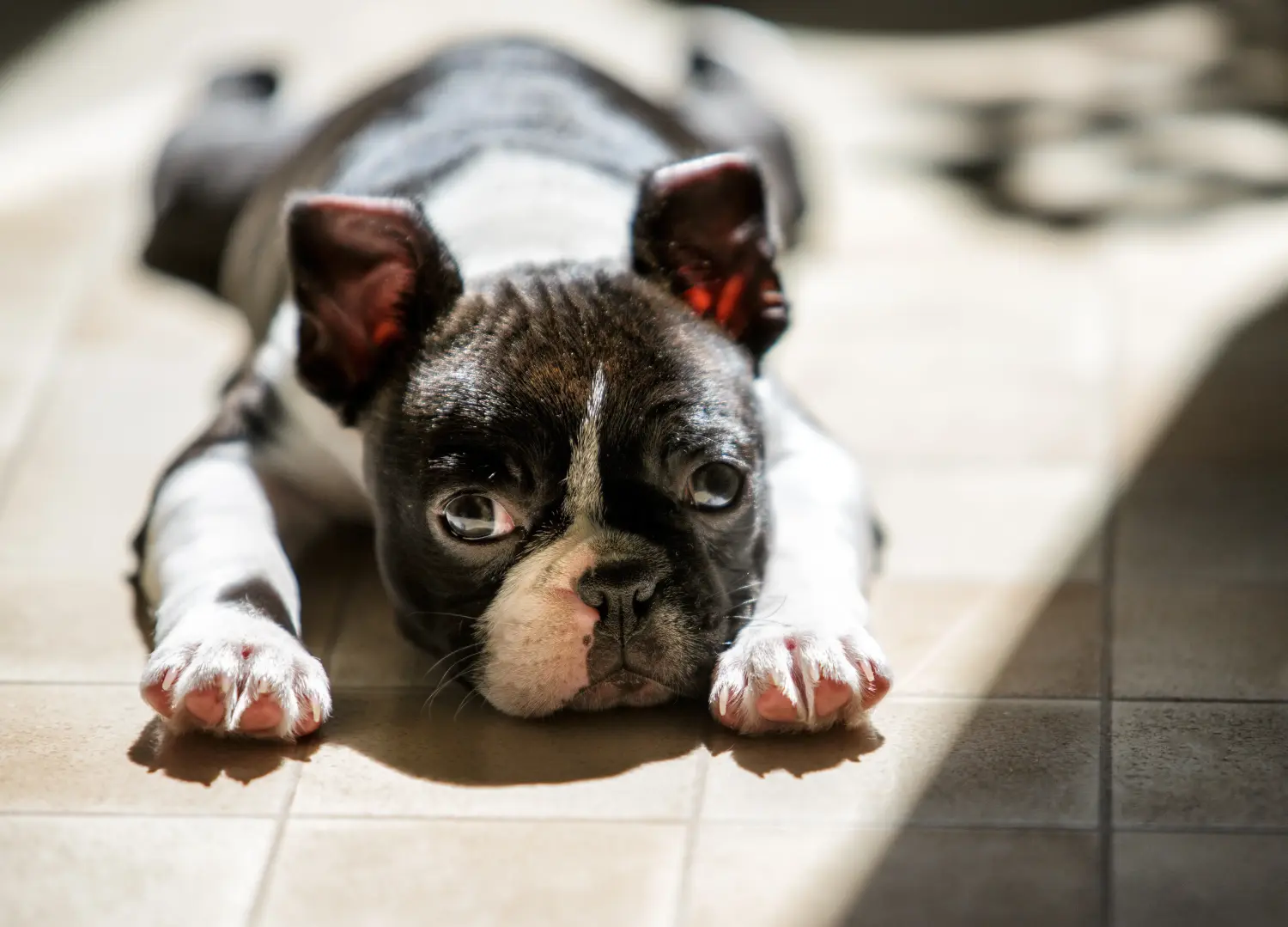 Buying a Boston Terrier puppy means taking responsibility! Buy Boston Terrier puppies.