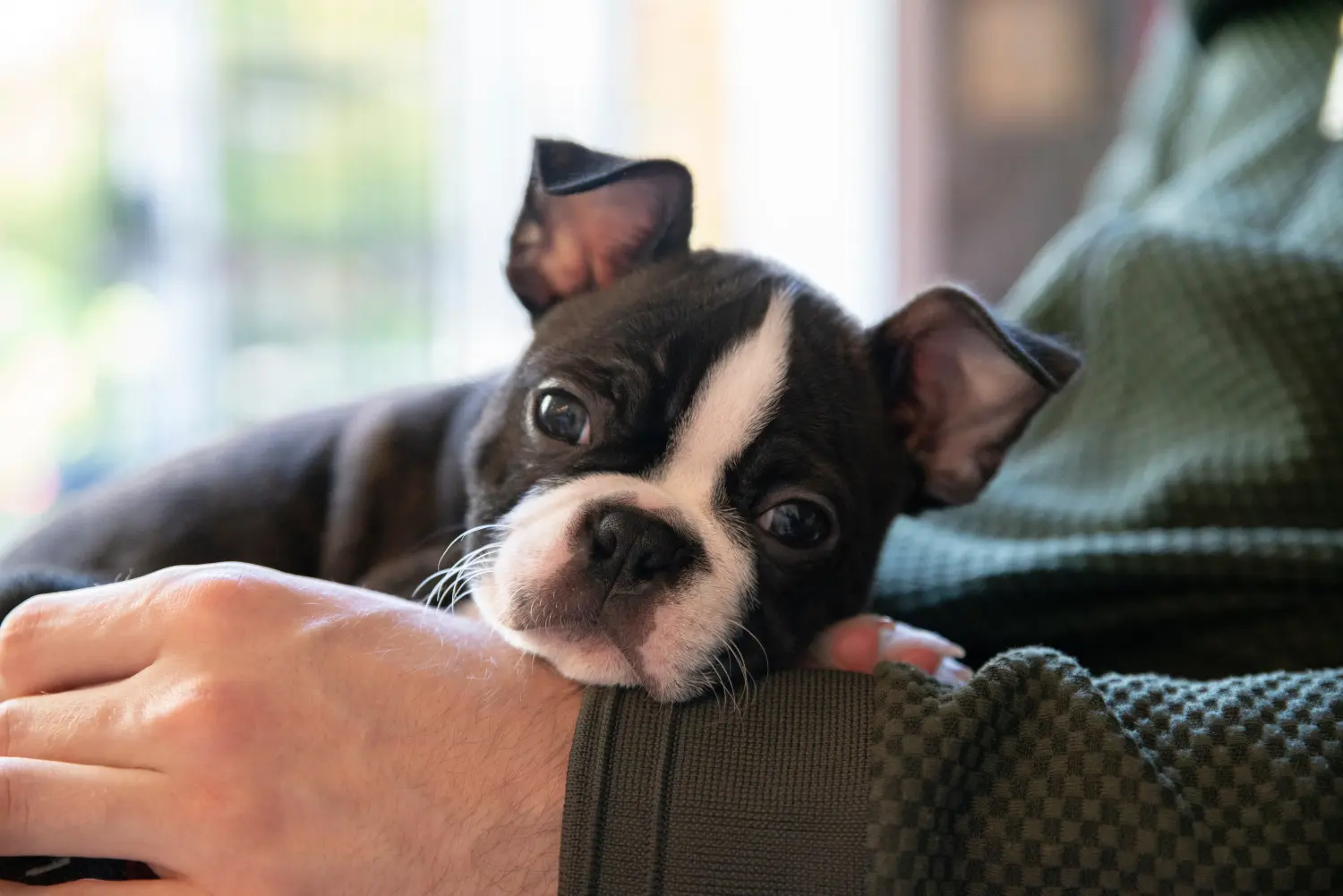 Buying a Boston Terrier puppy means taking responsibility! Buy Boston Terrier puppies.