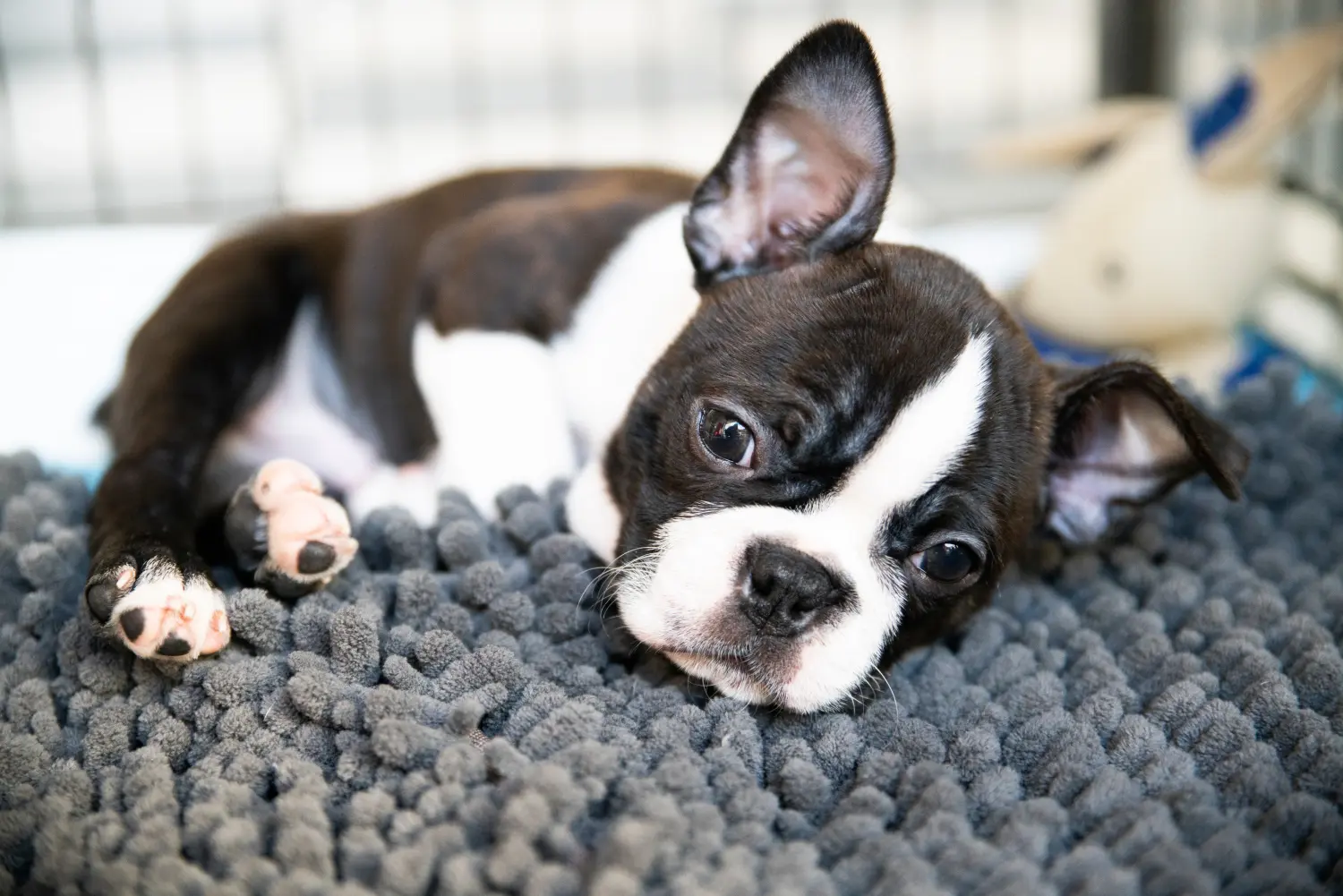 Buying a Boston Terrier puppy means taking responsibility! Buy Boston Terrier puppies.