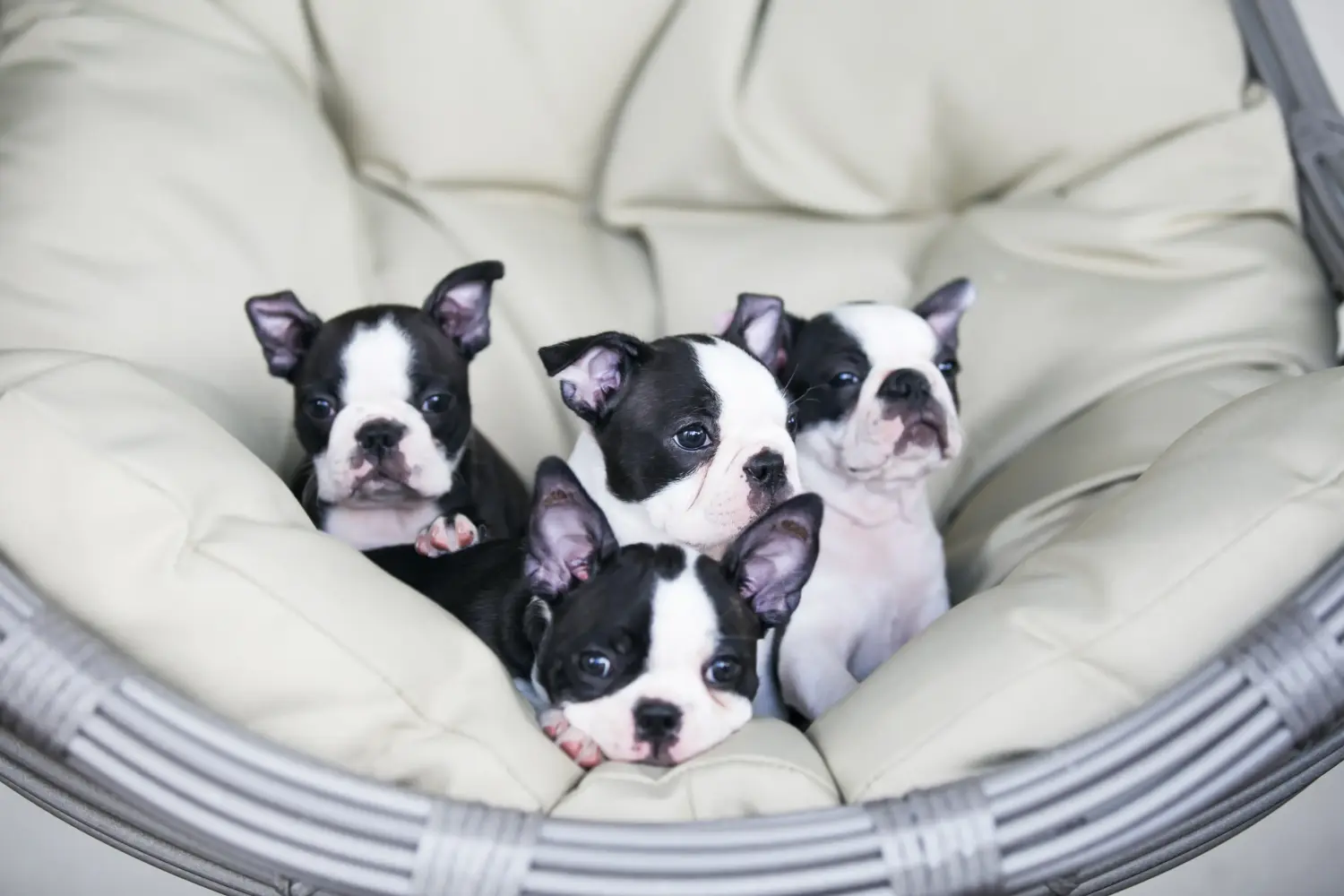 Buying a Boston Terrier puppy means taking responsibility! Buy Boston Terrier puppies.