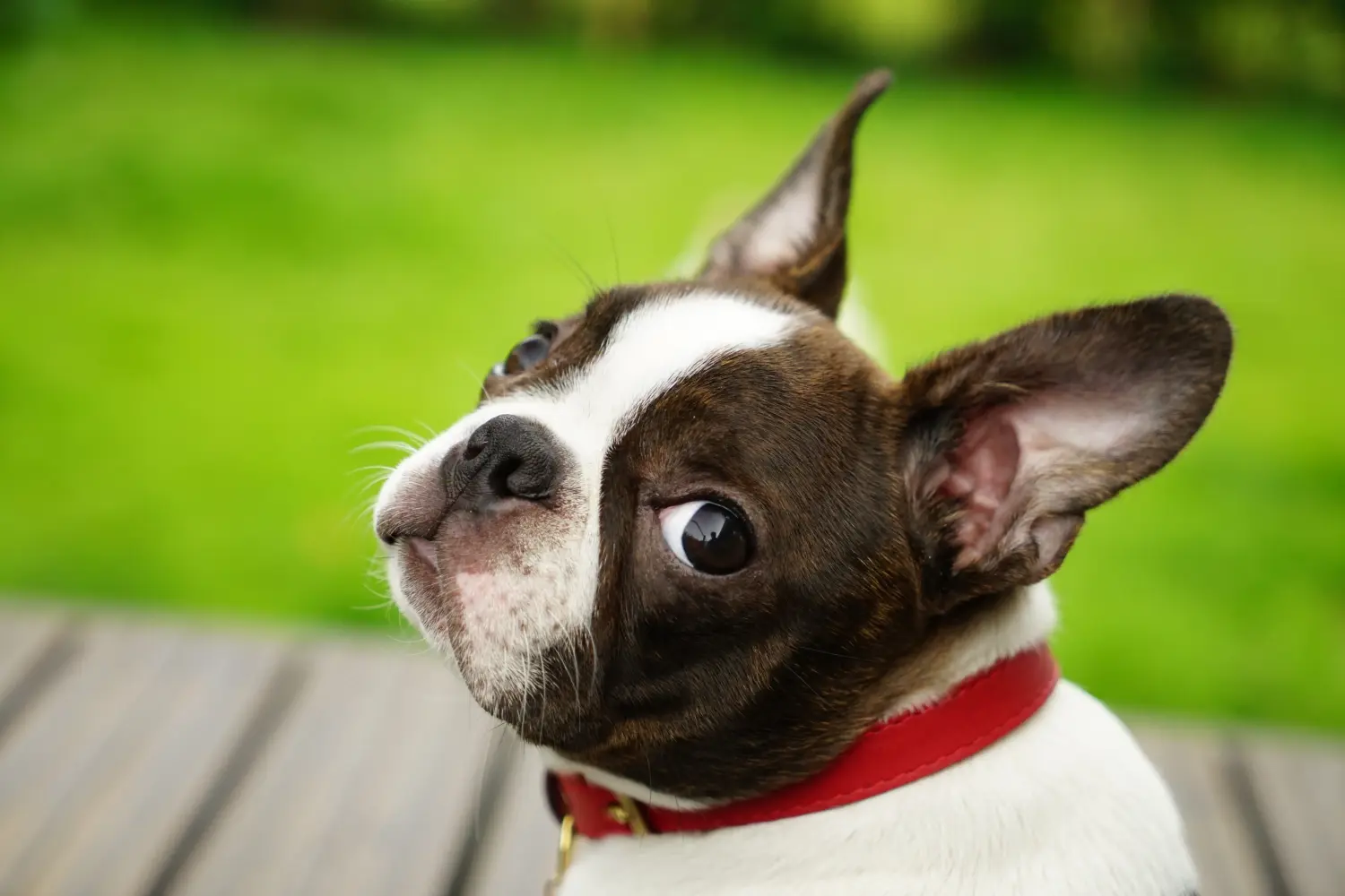 Buying a Boston Terrier puppy means taking responsibility! Buy Boston Terrier puppies.