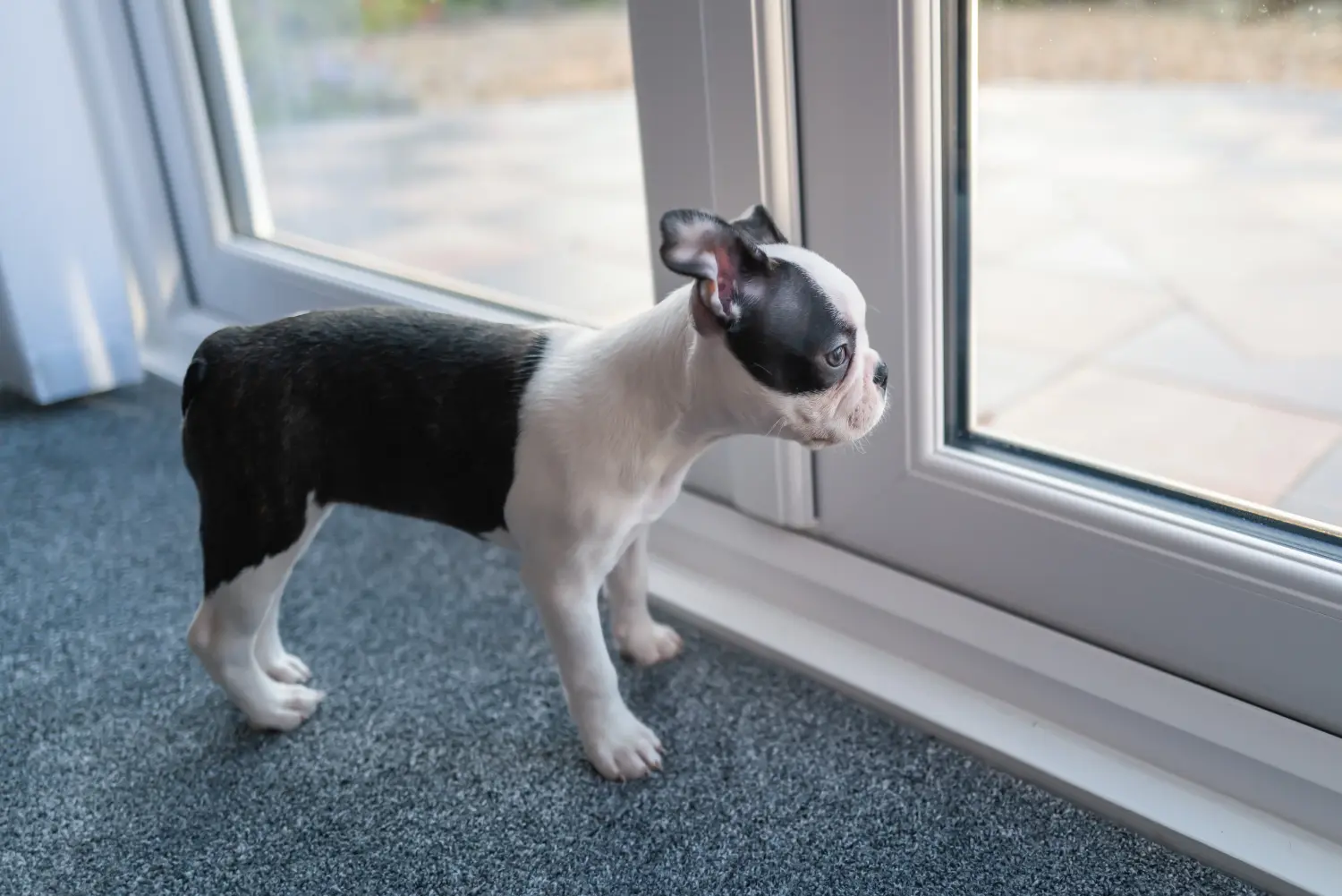 Buying a Boston Terrier puppy means taking responsibility! Buy Boston Terrier puppies.