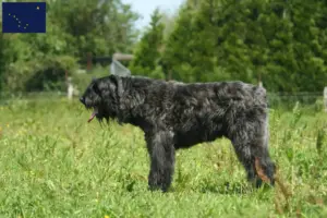 Read more about the article Bouvier des Flandres breeders and puppies in Alaska