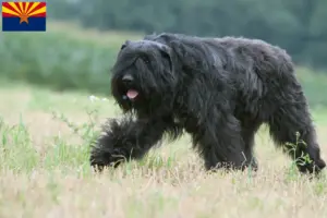 Read more about the article Bouvier des Flandres breeders and puppies in Arizona
