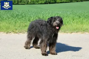 Read more about the article Bouvier des Flandres breeders and puppies in Connecticut