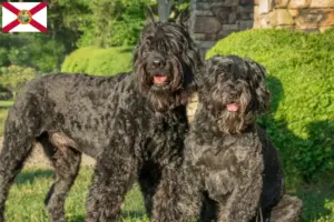 Read more about the article Bouvier des Flandres breeders and puppies in Florida