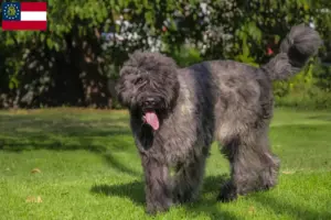 Read more about the article Bouvier des Flandres breeders and puppies in Georgia