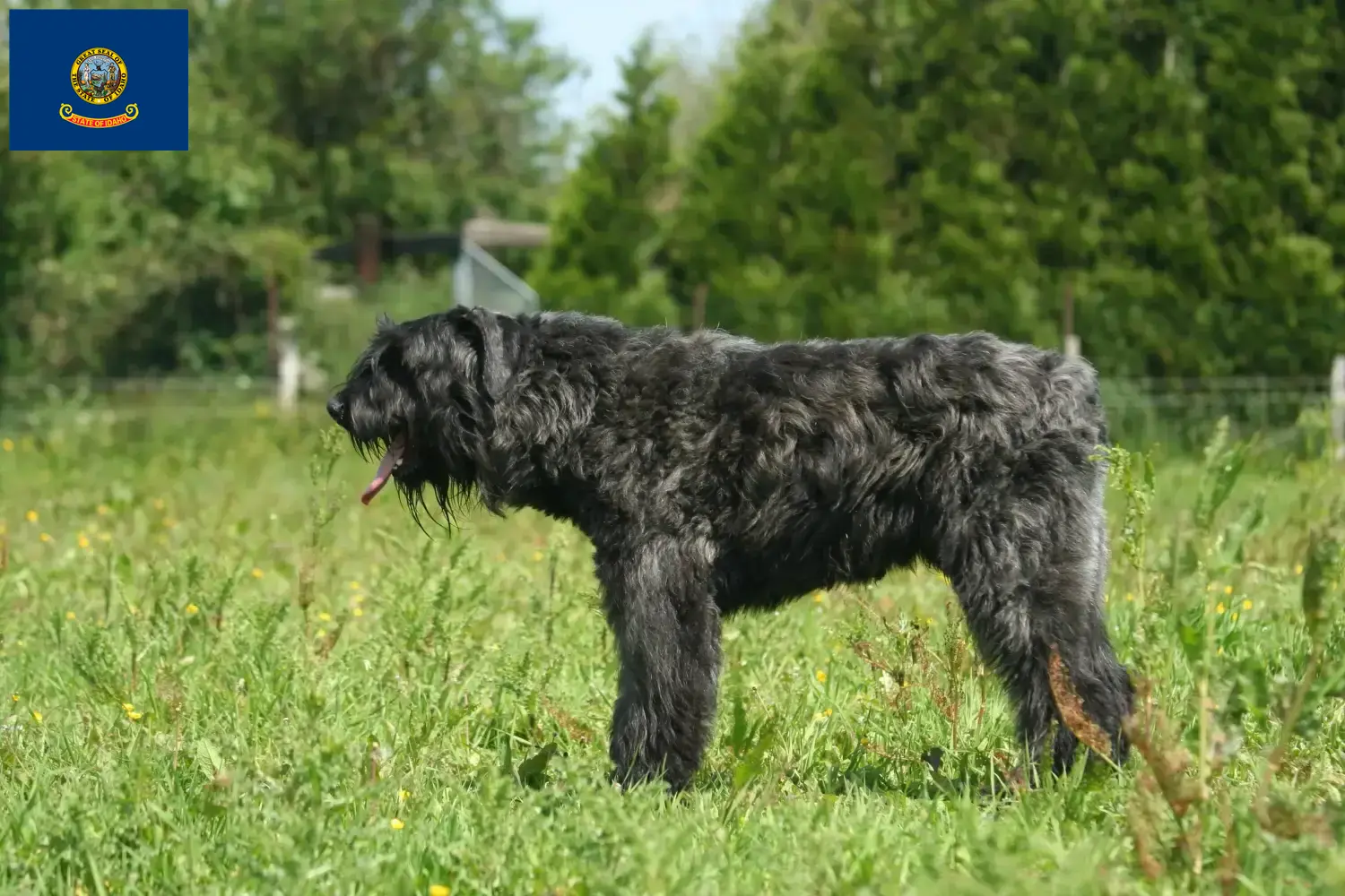 Read more about the article Bouvier des Flandres breeders and puppies in Idaho