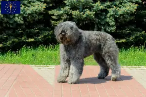 Read more about the article Bouvier des Flandres breeders and puppies in Indiana