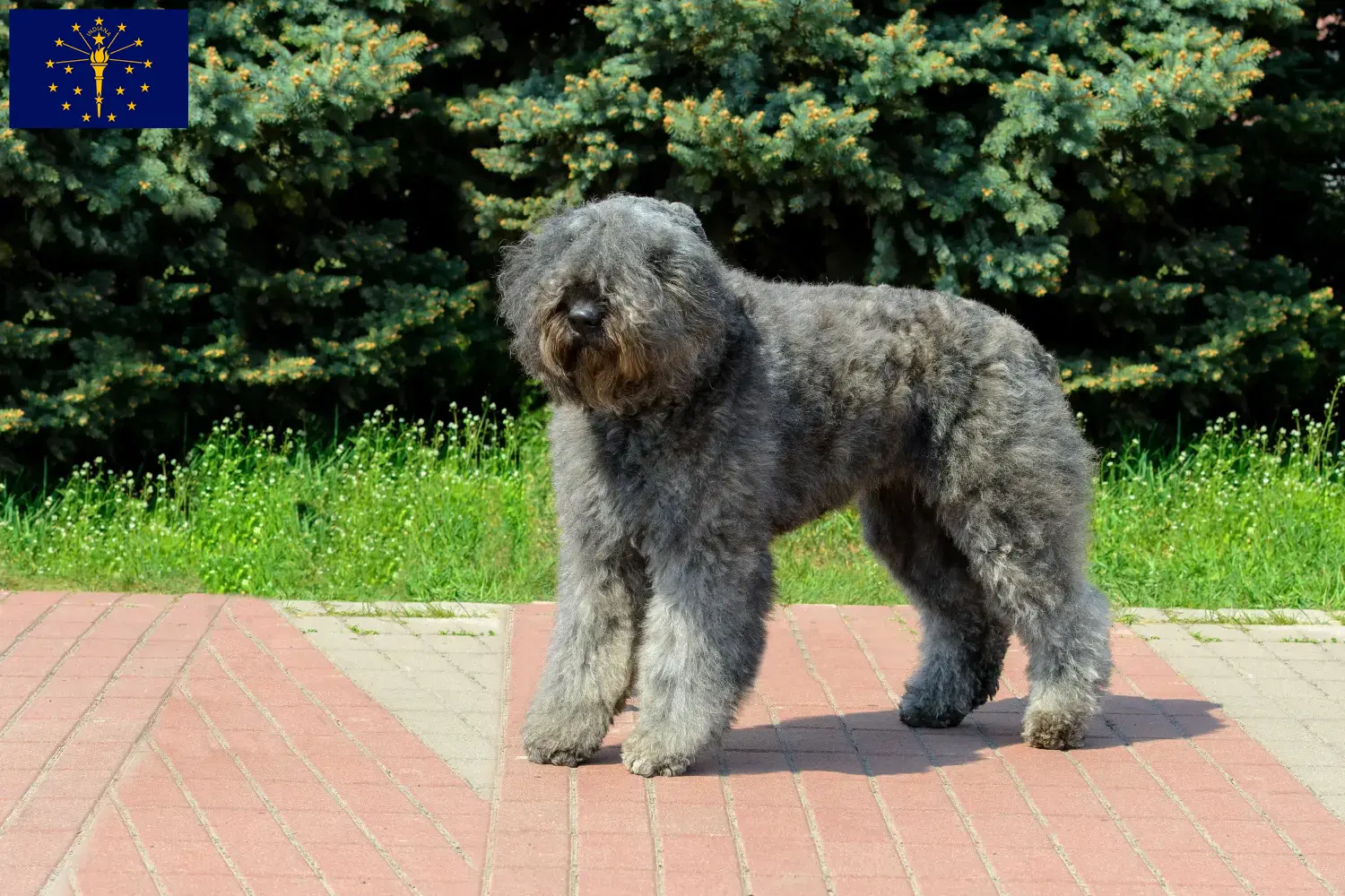 Read more about the article Bouvier des Flandres breeders and puppies in Indiana