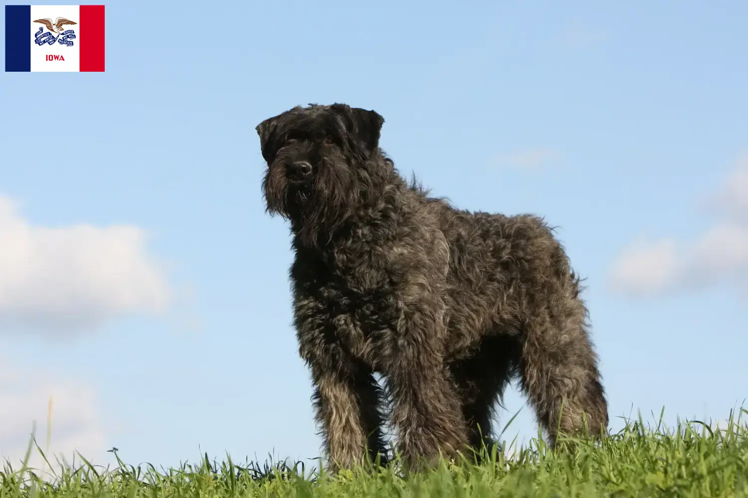 Read more about the article Bouvier des Flandres breeders and puppies in Iowa