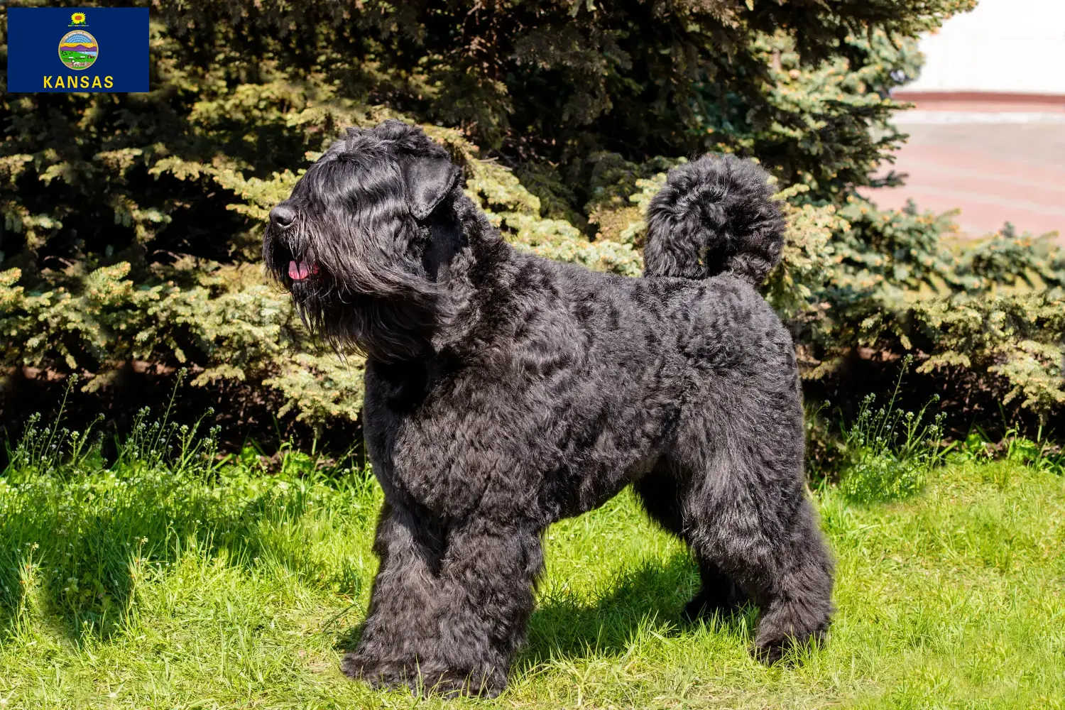 Read more about the article Bouvier des Flandres breeders and puppies in Kansas