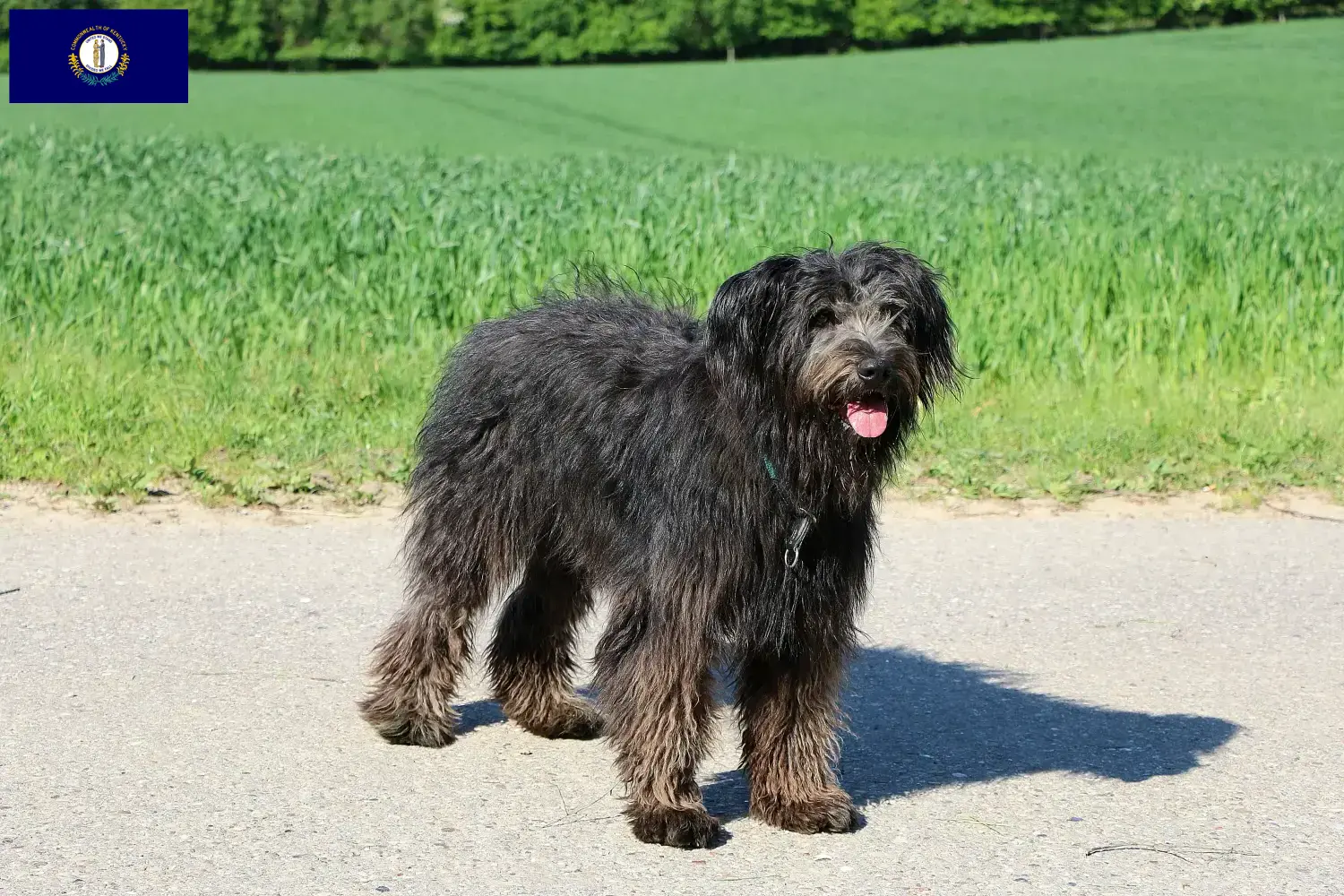 Read more about the article Bouvier des Flandres breeders and puppies in Kentucky