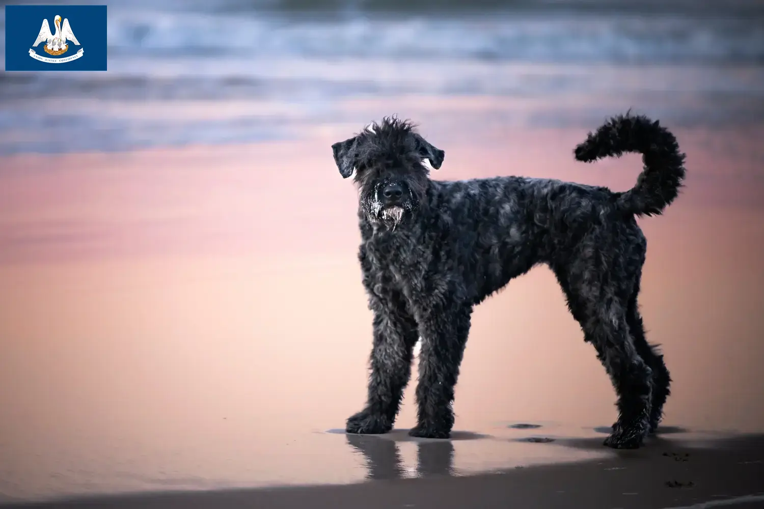 Read more about the article Bouvier des Flandres breeders and puppies in Louisiana