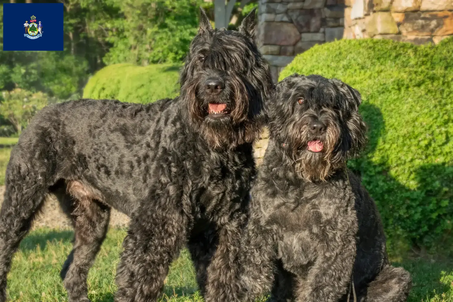 Read more about the article Bouvier des Flandres breeders and puppies in Maine