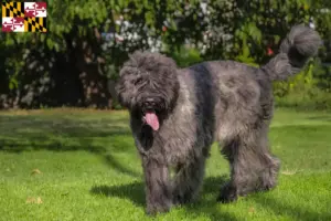 Read more about the article Bouvier des Flandres breeders and puppies in Maryland