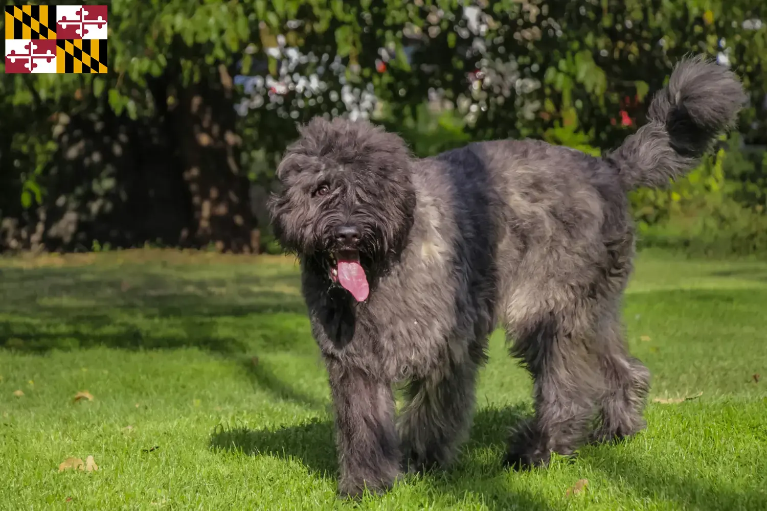 Read more about the article Bouvier des Flandres breeders and puppies in Maryland