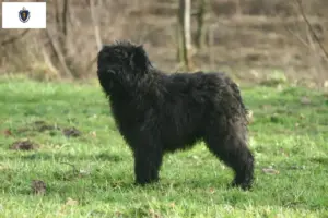 Read more about the article Bouvier des Flandres breeders and puppies in Massachusetts