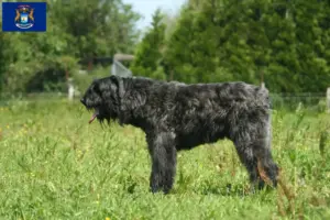 Read more about the article Bouvier des Flandres breeders and puppies in Michigan