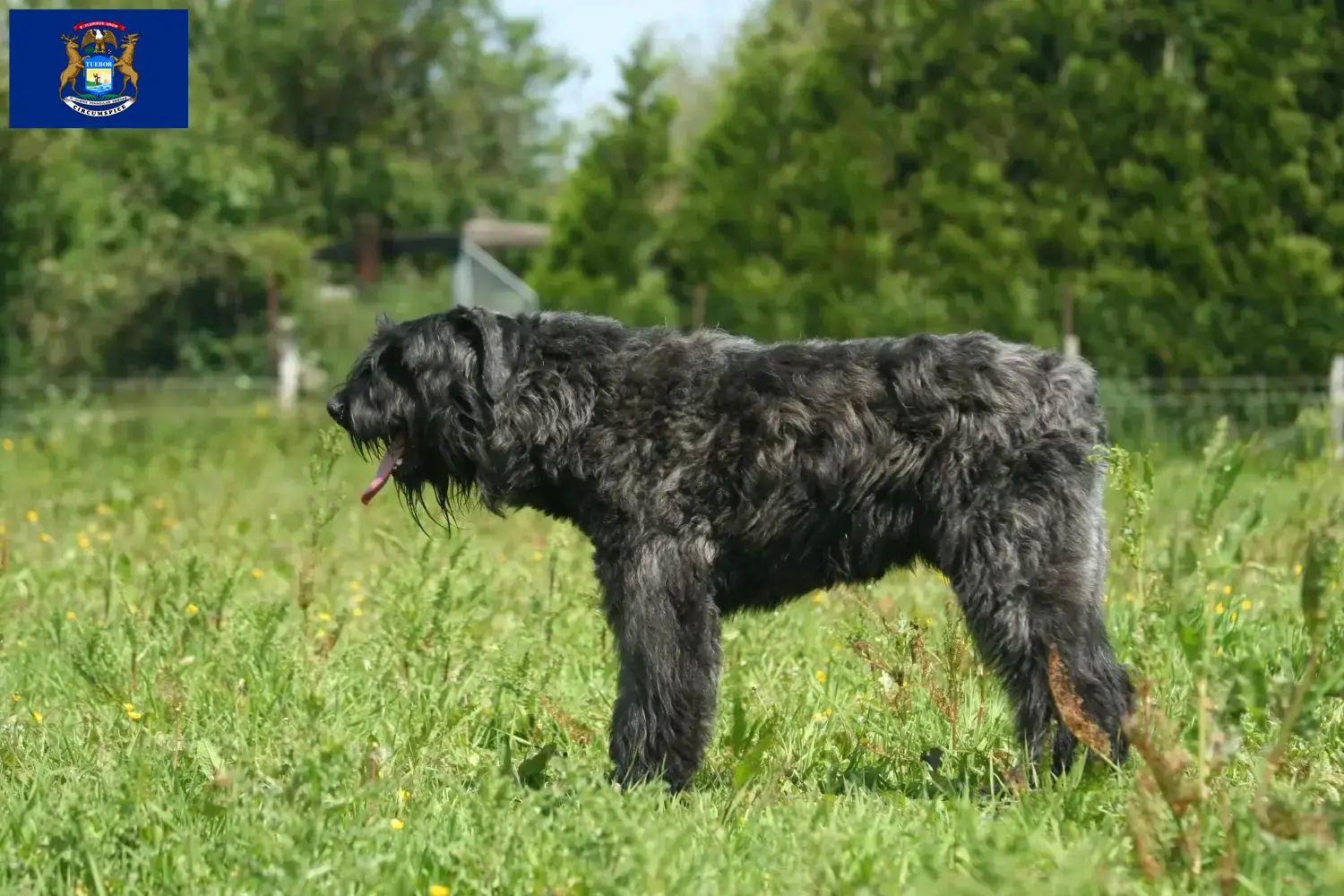 Bouvier des Flandres puppies and breeders Michigan Find Bouvier des Flandres breeders in Michigan.